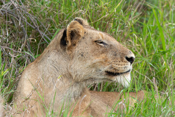 lion, femelle, lionne, Panthera leo, Afrique