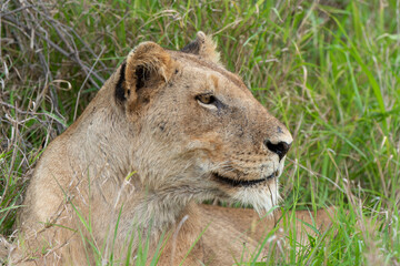 Obraz na płótnie Canvas lion, femelle, lionne, Panthera leo, Afrique