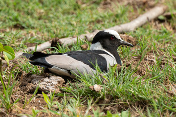 Vanneau armé,. nid, Vanellus armatus, Blacksmith Lapwing