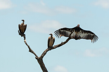 Vautour africain,.Vautour oricou.Torgos tracheliotos, Lappet faced Vulture, Gyps africanus, White backed Vulture, Parc national Kruger, Afrique du Sud