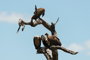 Vautour africain,.Gyps africanus, White backed Vulture, Parc national Kruger, Afrique du Sud
