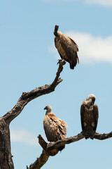 Vautour africain,.Gyps africanus, White backed Vulture, Parc national Kruger, Afrique du Sud