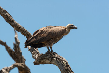 Vautour africain,.Gyps africanus, White backed Vulture, Parc national Kruger, Afrique du Sud
