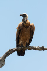 Vautour africain,.Gyps africanus, White backed Vulture, Parc national Kruger, Afrique du Sud