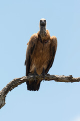 Vautour africain,.Gyps africanus, White backed Vulture, Parc national Kruger, Afrique du Sud