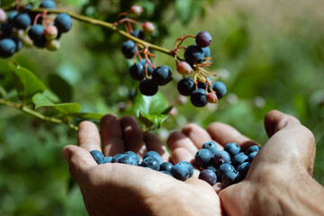 Unrecognizable man hands picking ripe blueberries close up shoot , full of berries. Blueberry - branches of fresh berries in the garden. Harvesting, eco, organic concept.