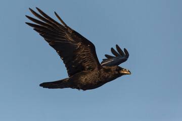 crow in the flight