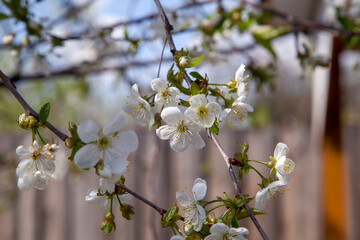 White flowers of the cherry blossoms in garden at spring day..