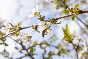 Honeybee on white flower of cherry tree collecting pollen and nectar to make sweet honey with medicinal benefits..