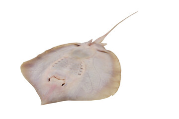 Fresh raw stingray fish isolated on white background