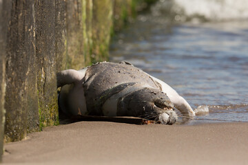 dead seal on the beach