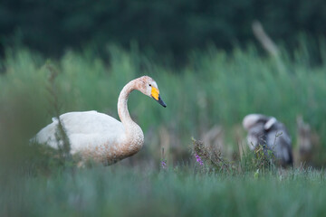 Obraz premium swan, cygnus cygnus