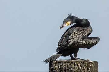 ugliest bird in the world