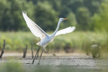 white heron, ardea alba