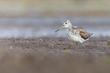 Common greenshank, Tringa nebularia, sandpiper