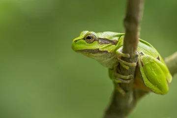 Foto op Canvas green frog on a branch © LIMARIO