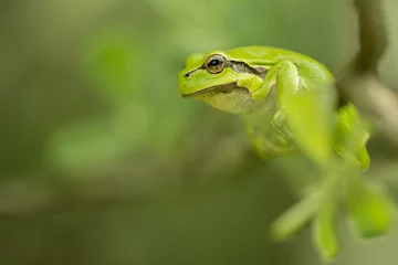Foto op Canvas green frog on a leaf, tree frog, hyla arborea © LIMARIO