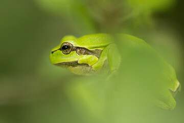 green frog on a leaf with creamy background, tree frog