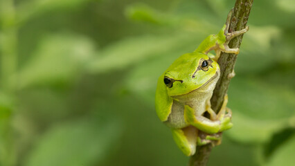 green tree frog on a branch, wallpaper