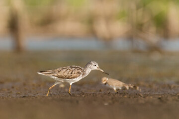 Common greenshank, Tringa nebularia, sandpiper