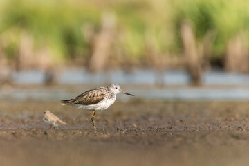 bird on a wetland, common greenshank, Tringa nebularia