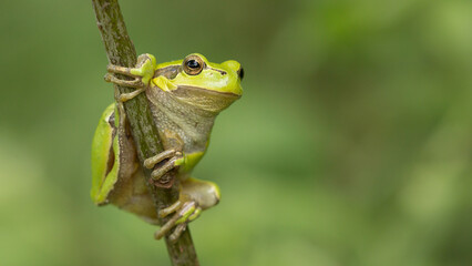ready to jump, tree frog on a branch
