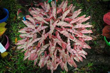 Thailand Caladium (Name : Ong Ying Thorfan)