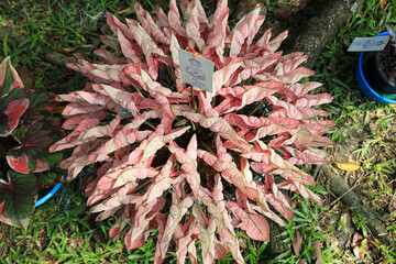 Thailand Caladium (Name : Ong Ying Thorfan)
