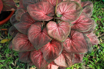 Thailand Caladium (Name : Kum Neard Sub)