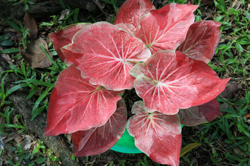Thailand Caladium (Name : Wife "JaoSao" )