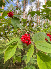 Obraz premium Red-berried elder