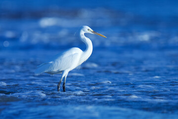 Egret.