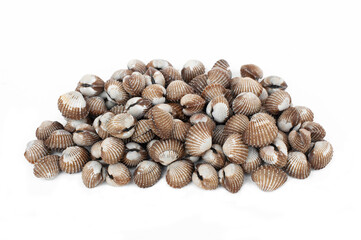 Fresh cockle isolated on white background, popular seafood.