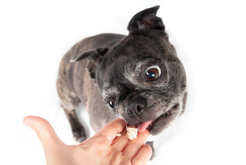 Senior dog licking tuna from hand with pink tongue. Top view of cute small dog being feed a treat...