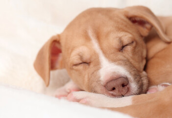 Cute puppy sleeping on sofa, close up. Head shot of exhausted puppy dog lying on white fluffy blanket. 8 weeks old, female Boxer mix breed. Light brown or fawn bi color. Selective focus.