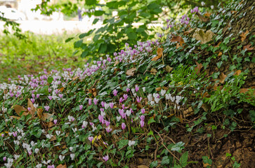 Cyclamen in flower at the base of an old tree - 555855371