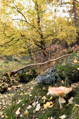 autumn landscape with mushroom in the foreground