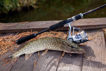 Freshwater pike and fishing equipment lies on wooden background with yellow leaves..