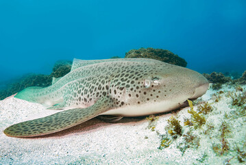 In Australia the Leopard shark is found in coastal waters from the western coast of Western...