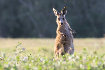 Naklejka na ściany i meble australian kangaroos in suburban conservation park popular with international tourists