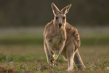 Naklejka na ściany i meble Aystralian kangaroos living in suburban conservation park popular with overseas tourists