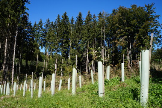 sch&auml;delberg 4