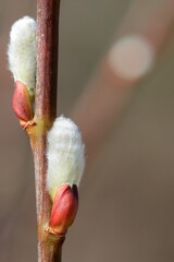 bourgeons de saule 3 © Guy Pracros