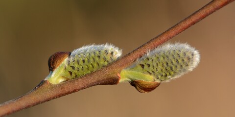 bourgeons de saule 2 © Guy Pracros