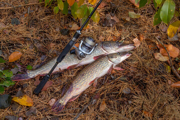 Freshwater pike fish. Two freshwater pike fish and fishing rod with reel on yellow leaves at autumn...