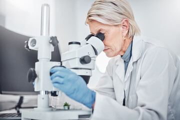 Mature woman, microscope or laboratory scientist in plant growth analytics, food engineering or leaf medical research. Biologist, worker or employee with science magnify technology for sustainability