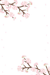 桜の枝から舞い散る桜の花びら　透過　春フレーム縦