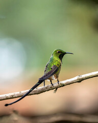 Green-tailed trainbearer (Lesbia nuna) in Colombia