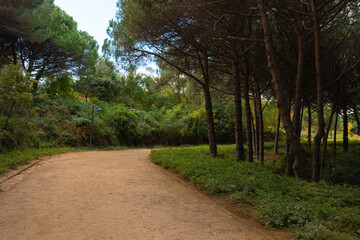 Fototapeta na wymiar Dirt trail in the park for jog or hike. Landscape architecture concept photo