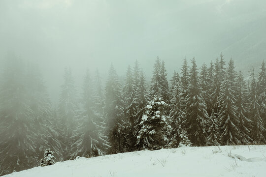 Fir wood on snowy hill landscape photo. Beautiful nature scenery photography with fog on background. Idyllic scene. High quality picture for wallpaper, travel blog, magazine, article